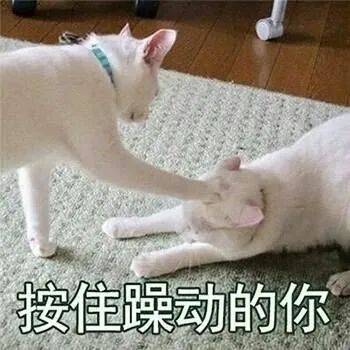 搞笑沙雕的表情包(如何制作自己的微信表情包)