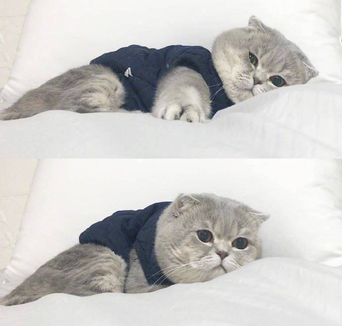 關于貓的唯美簡短句子