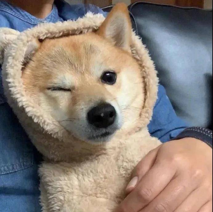 狗狗調皮簡短的句子