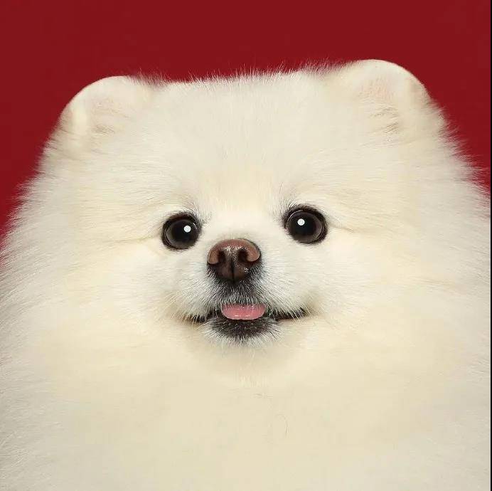 狗狗調皮簡短的句子