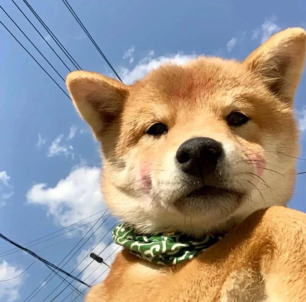 狗狗調皮簡短的句子