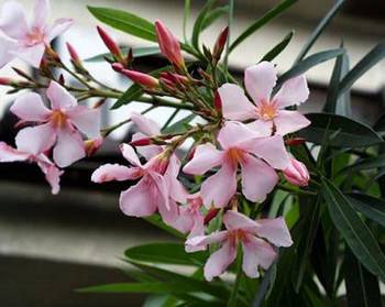 養花閑意唯美句子
