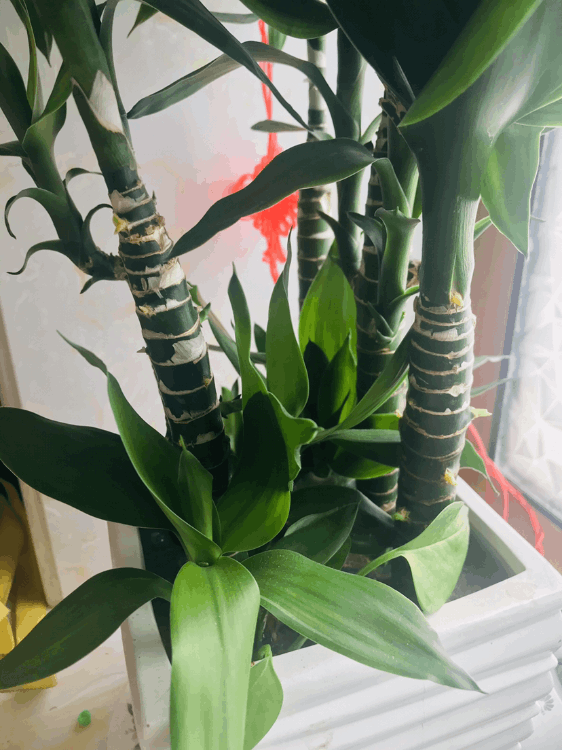歲寒三友是指哪三個(gè)植物
