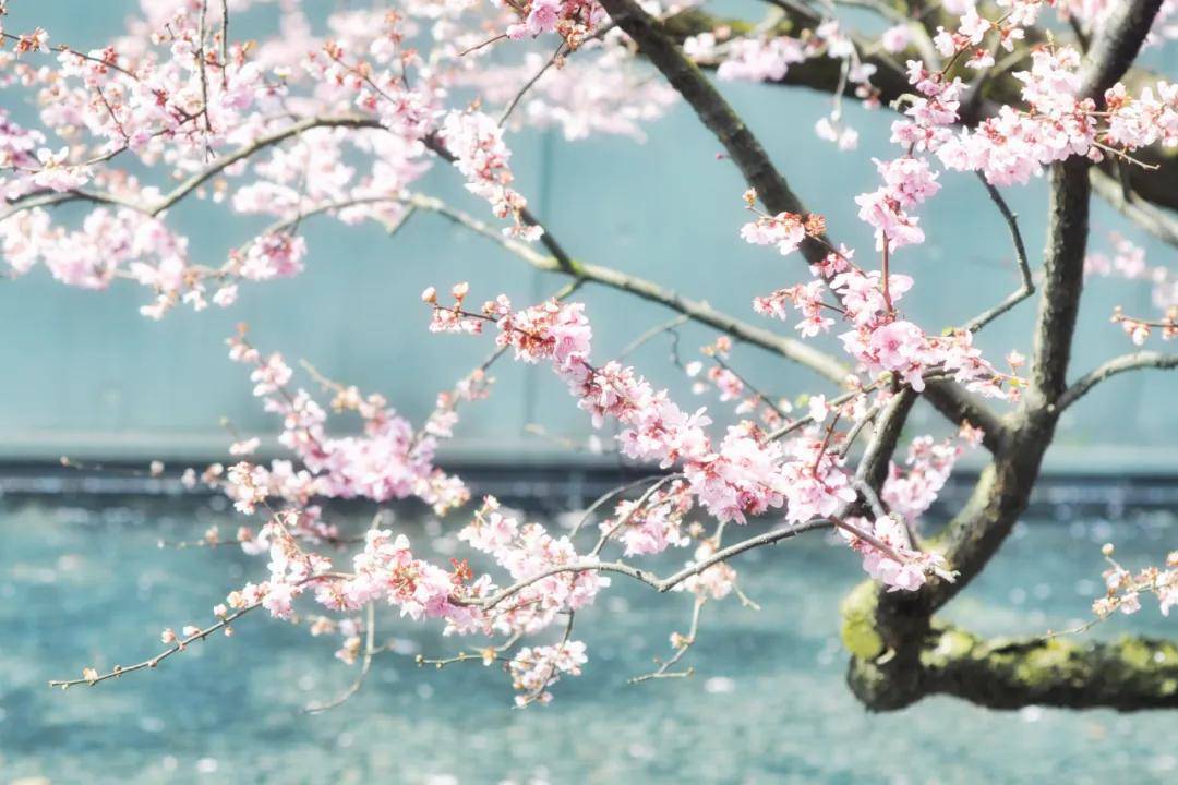 春天來了作文素材