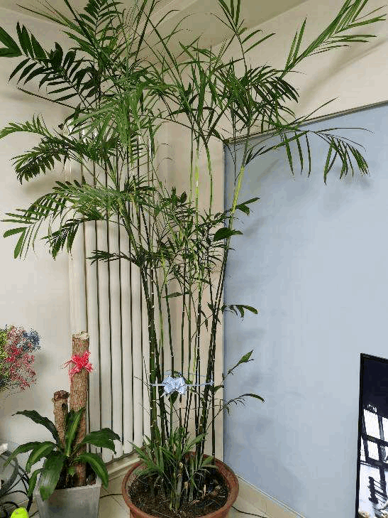 歲寒三友是指哪三個(gè)植物
