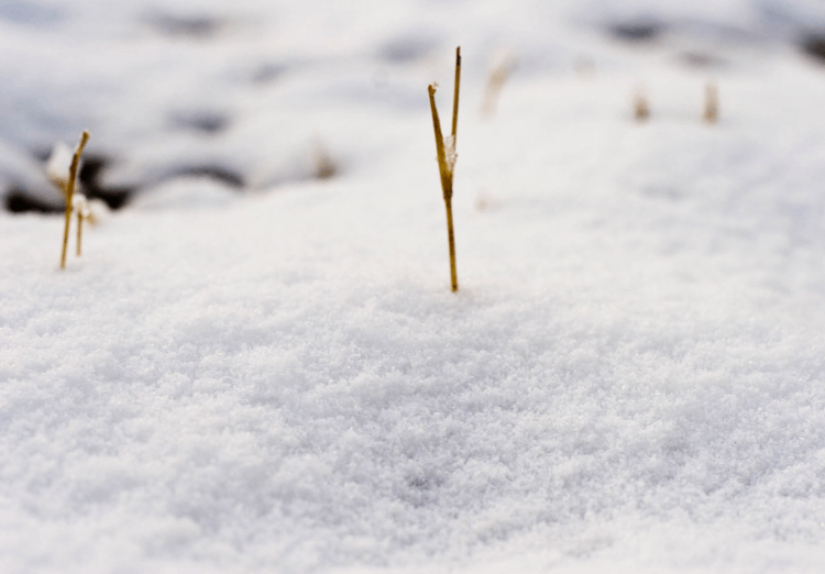 解夢：夢見下厚雪，恭喜你，最近運勢不錯