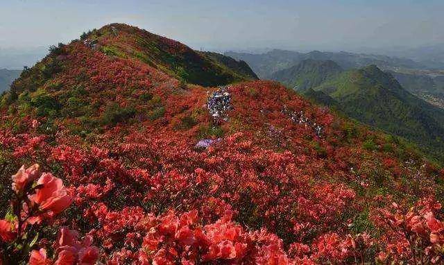 一唱起《映山紅》，就覺得紅軍來了