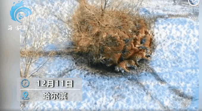 東北大學生用凍硬的褲子切黃瓜，直接碎了，南方舍友驚呆