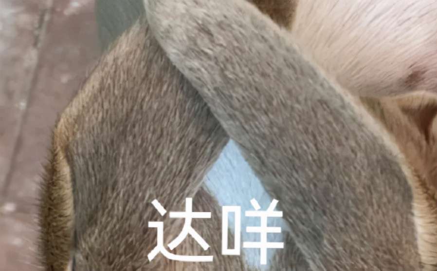 噠咩什么意思(噠咩噠咩梗表情包)