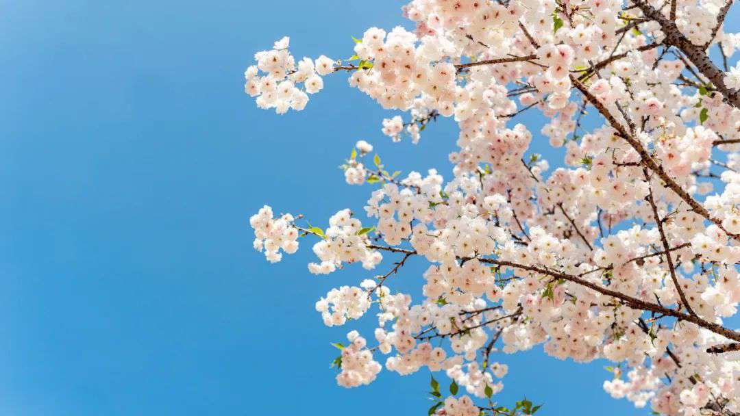 10首清明詩詞，落花飛絮，春意闌珊，最美人間四月天