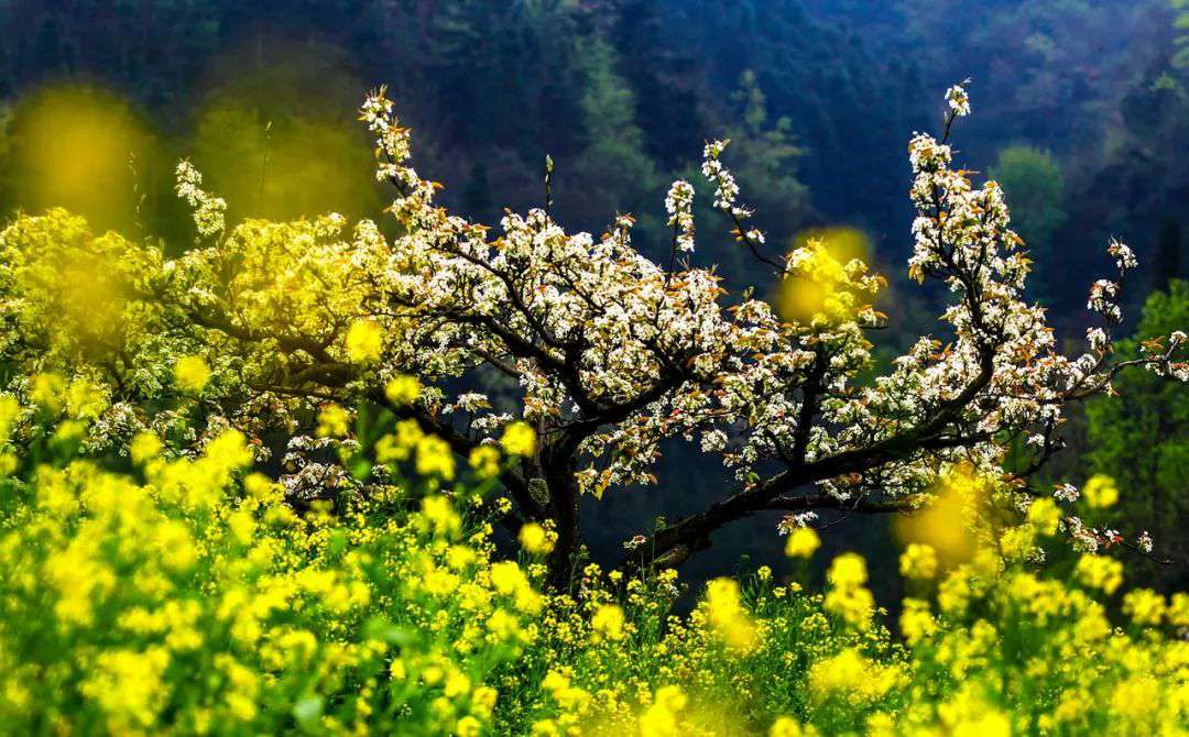10首清明詩詞，落花飛絮，春意闌珊，最美人間四月天