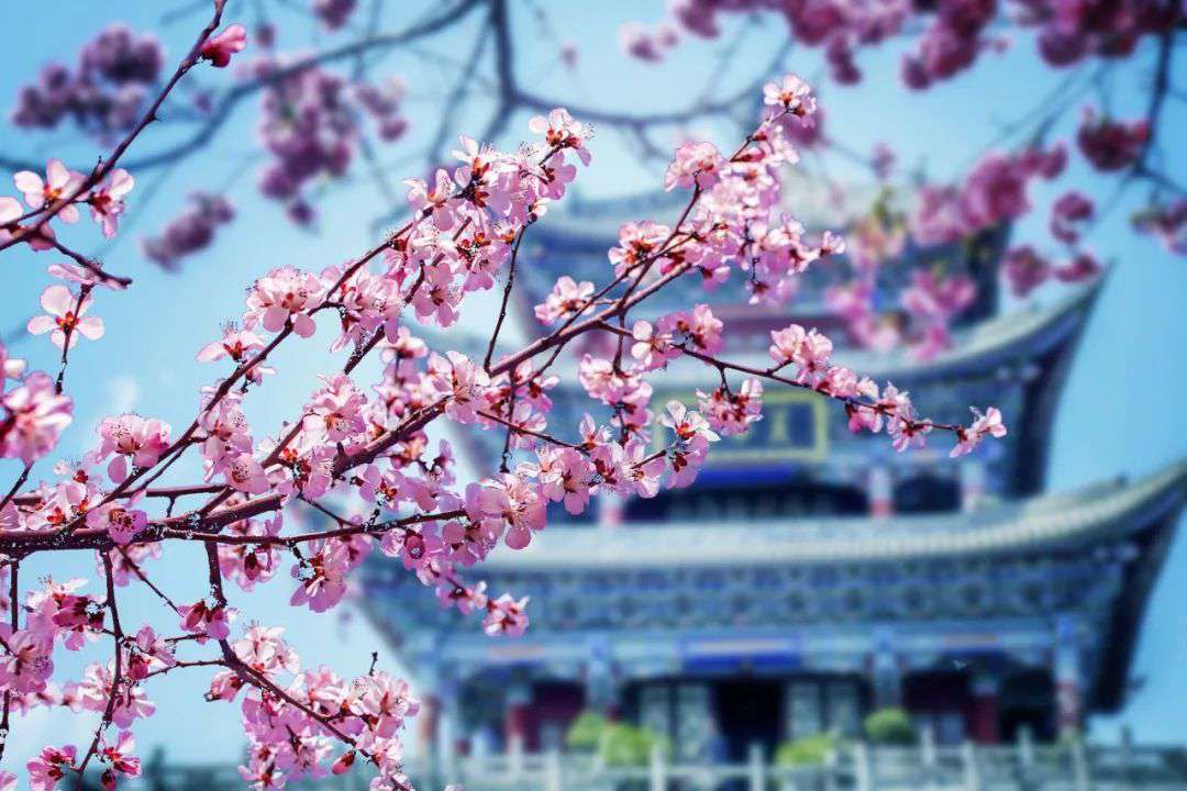 10首清明詩詞，落花飛絮，春意闌珊，最美人間四月天