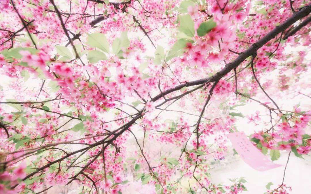 10首清明詩詞，落花飛絮，春意闌珊，最美人間四月天