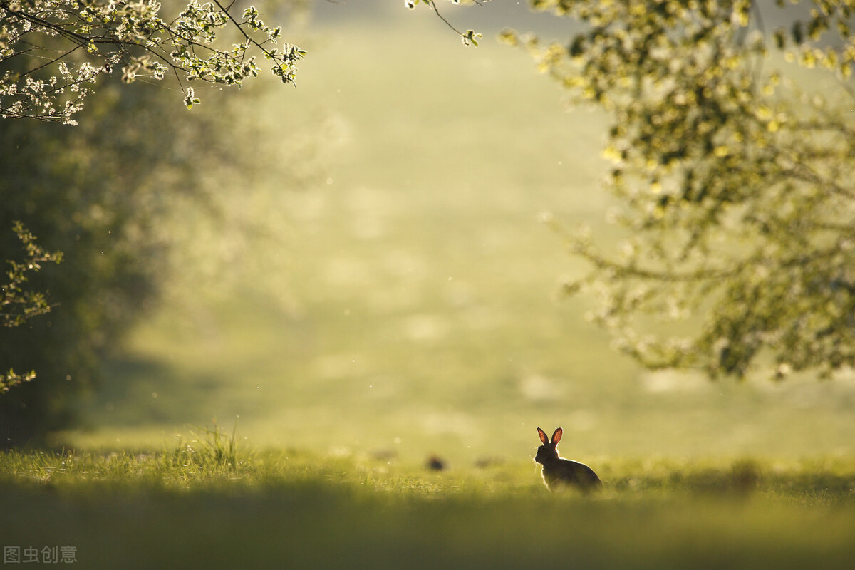 只言溫暖不語悲傷什么意思 女生說只言溫暖不語悲傷什么意思