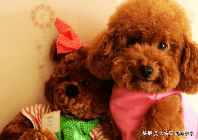 女生為什么不能養泰迪(為什么女生養泰迪很尷尬)