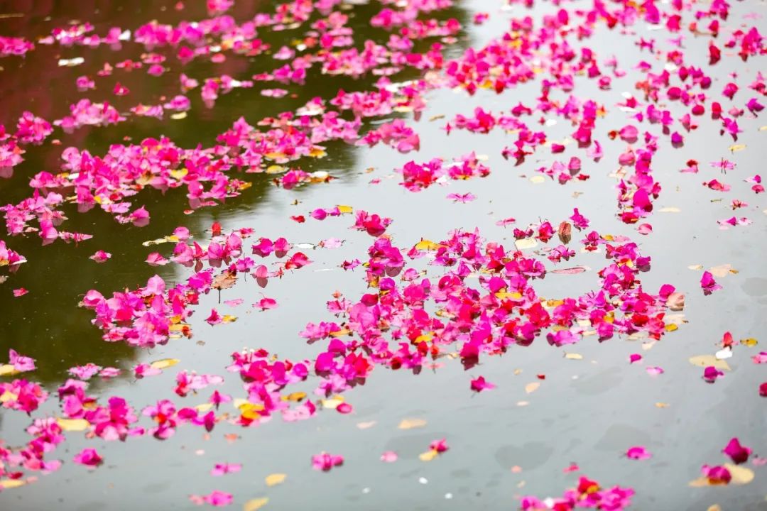 朋友圈曬花的唯美句子,落花的唯美詩(shī)詞句子