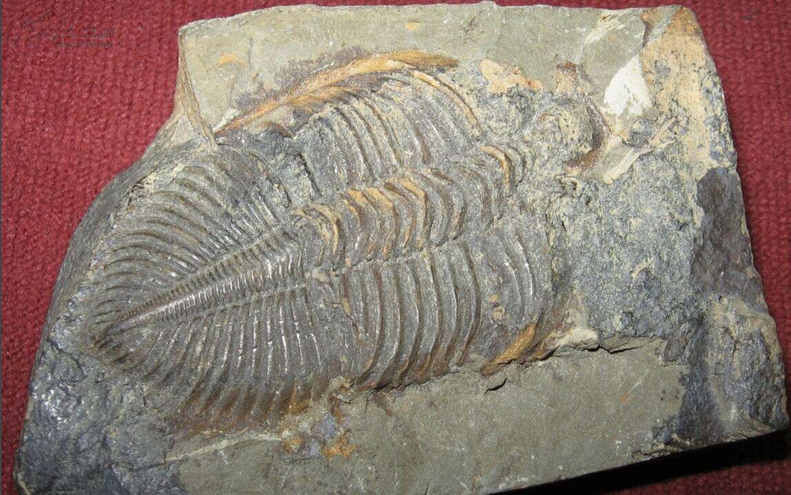 地球一共滅亡了幾次(地球滅亡了以后還有人類嗎)