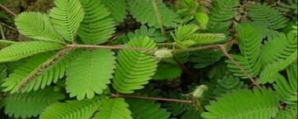 含羞草為什么害羞(含羞草為什么一碰就害羞)