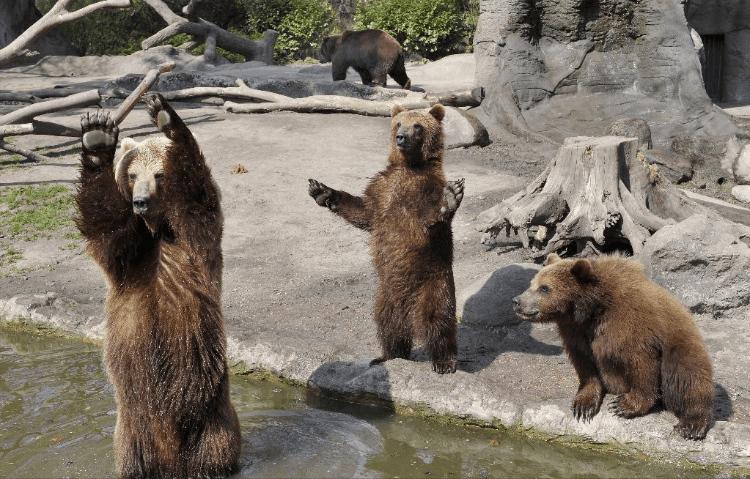 為什么被熊吃最痛苦 (為什么熊吃了人一定要擊斃)