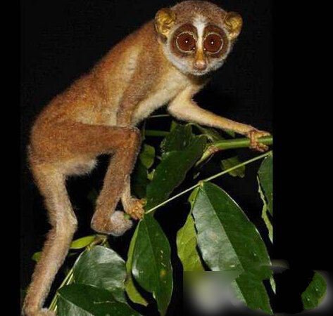 世界上最珍貴的動物（什么動物最珍貴）