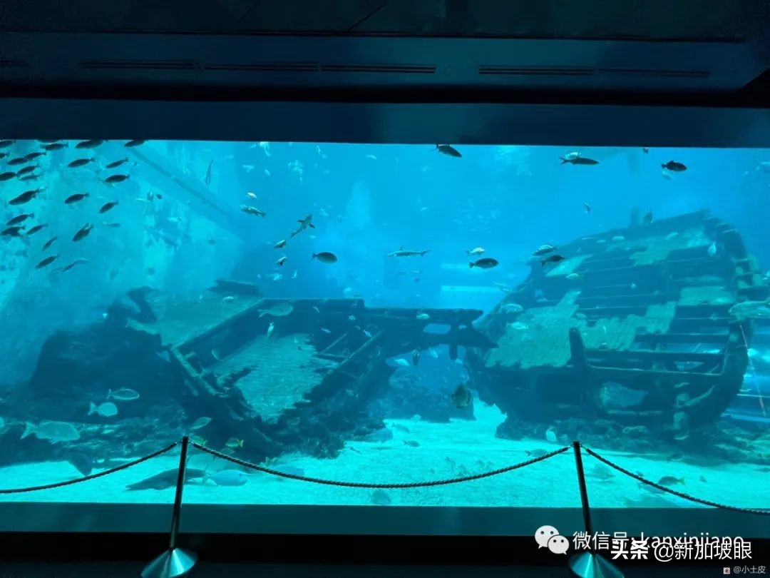 中國最大的海洋館在哪個地方（最大值得去的海洋館排名）