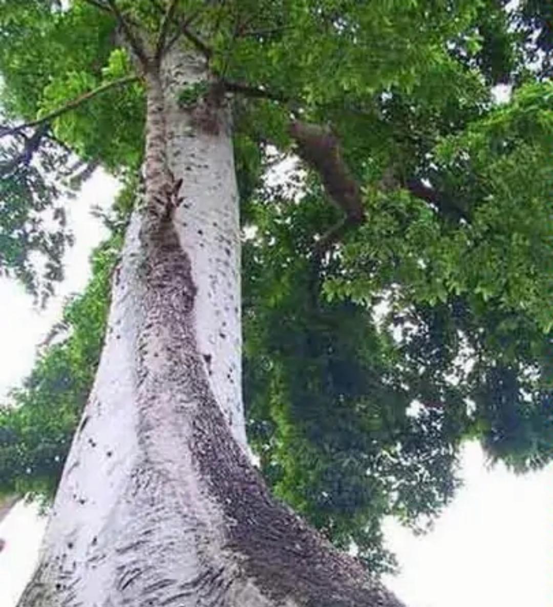 世界最硬的木頭十大排名(木材密度及硬度排名)