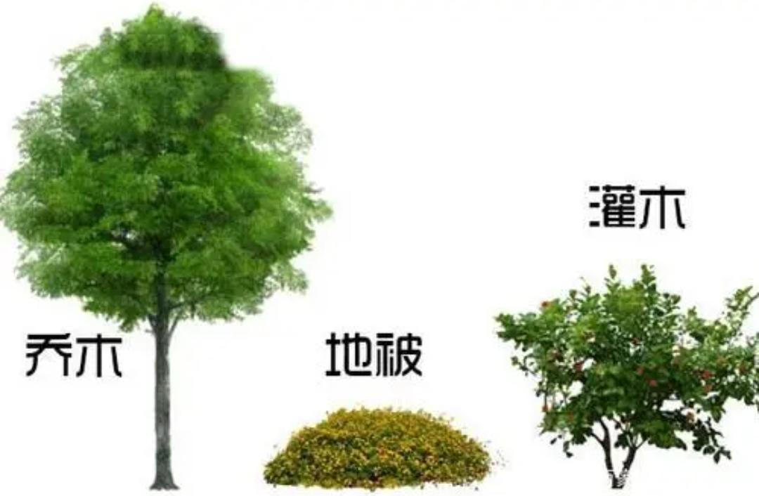 世界最硬的木頭十大排名(木材密度及硬度排名)