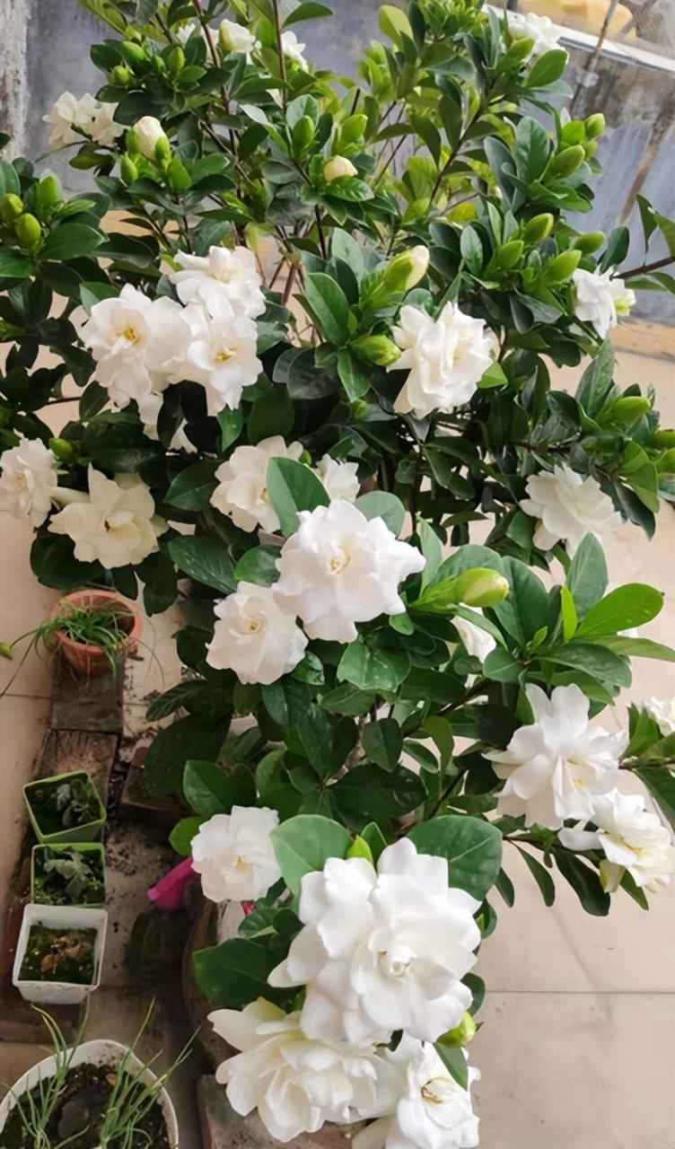 十大最香的花排名（十大公認最好聞的花香）