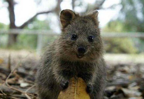 世界上最珍貴的動物（什么動物最珍貴）