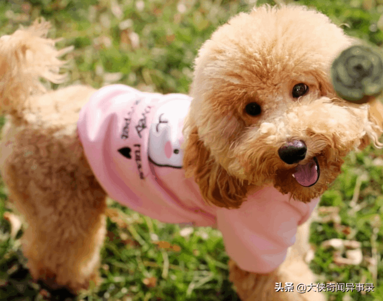 女生為什么不能養泰迪(為什么女生養泰迪很尷尬)