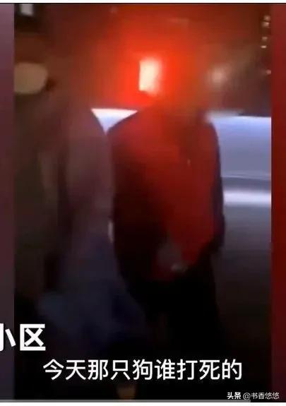 上海一柯基被打死（上海被打死柯基主人發(fā)聲）