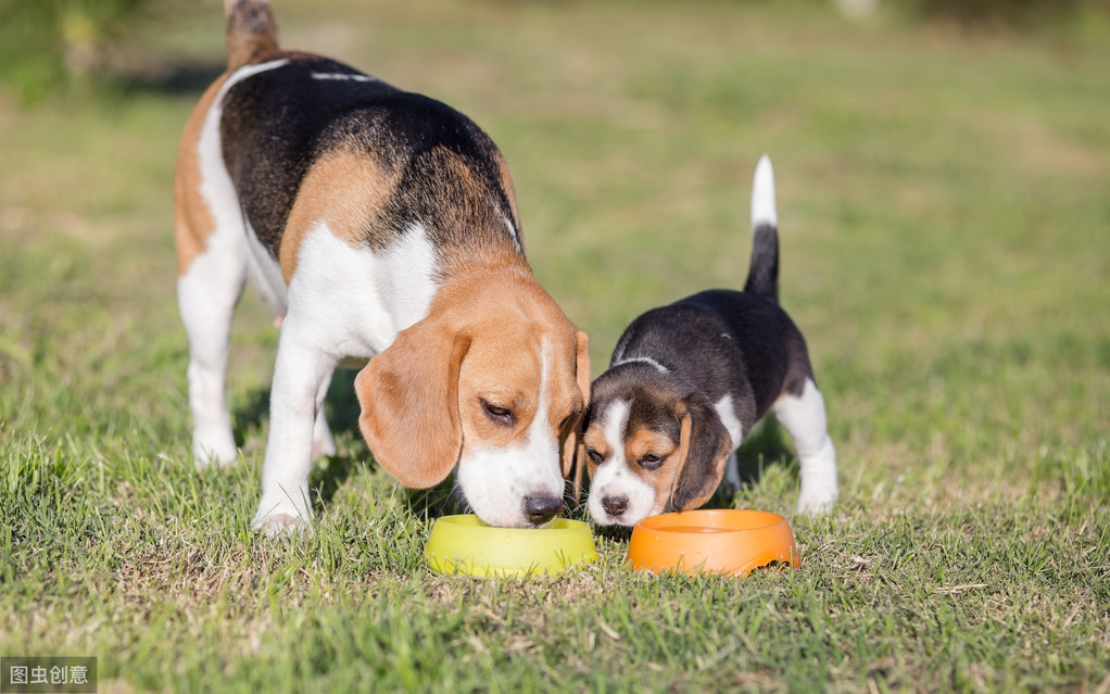 為什么狗狗放我里面就變大(為什么狗狗放我里面就變大圖片)
