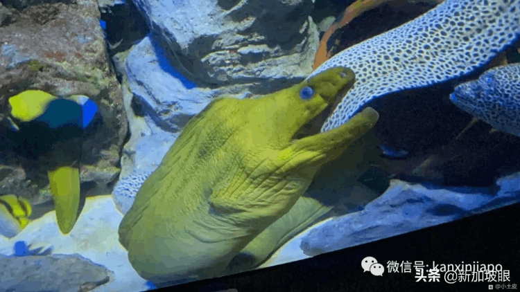 中國最大的海洋館在哪個地方（最大值得去的海洋館排名）