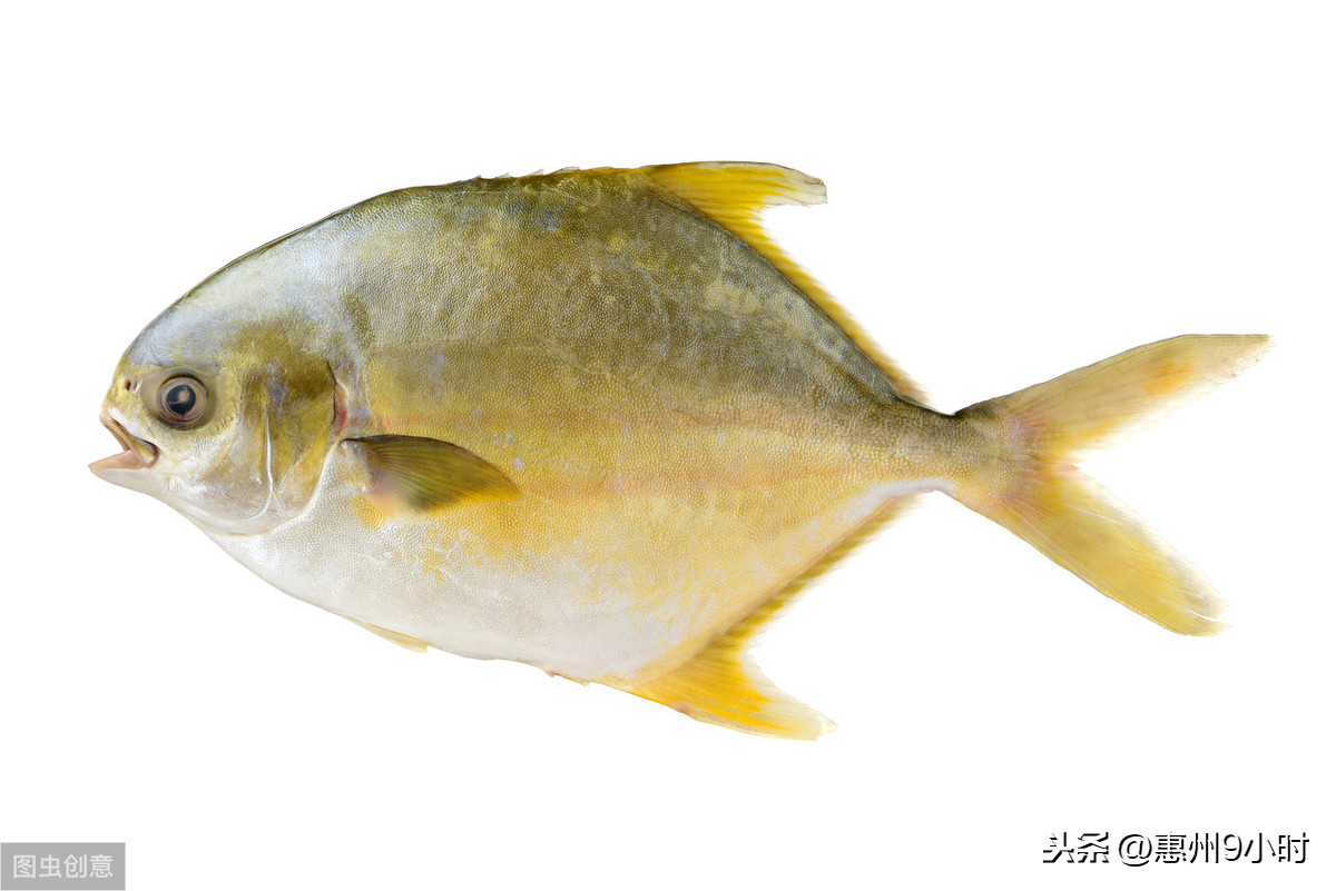 金鯧好吃還是銀鯧魚(yú)好吃（常吃金鯧魚(yú)的壞處）