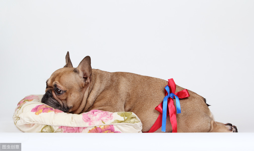 為什么狗狗放我里面就變大(為什么狗狗放我里面就變大圖片)