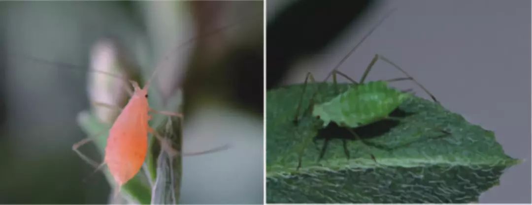 蚜蟲圖片大全(各種蚜蟲圖片)