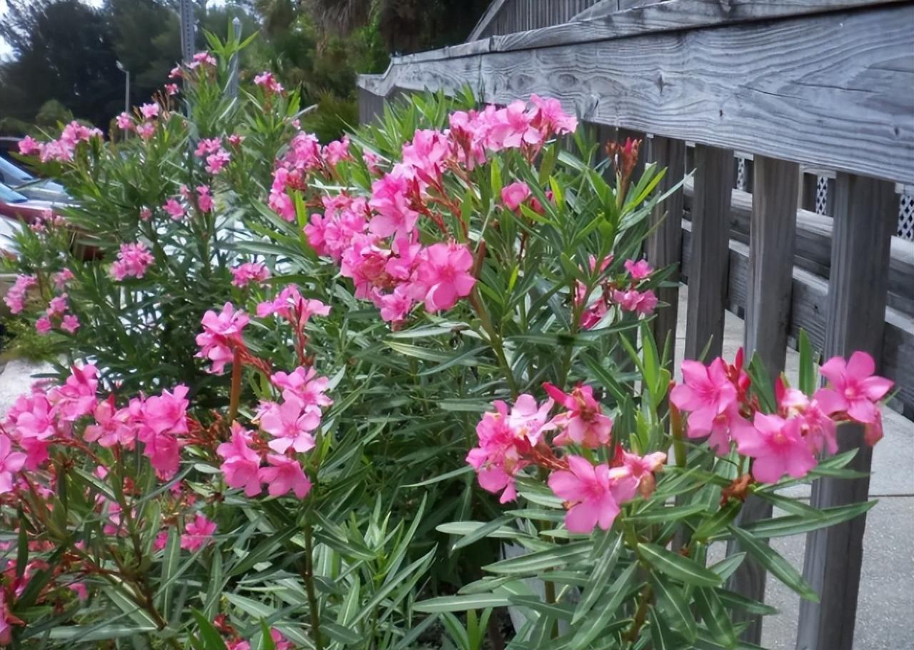 十大最香的花排名（十大公認最好聞的花香）
