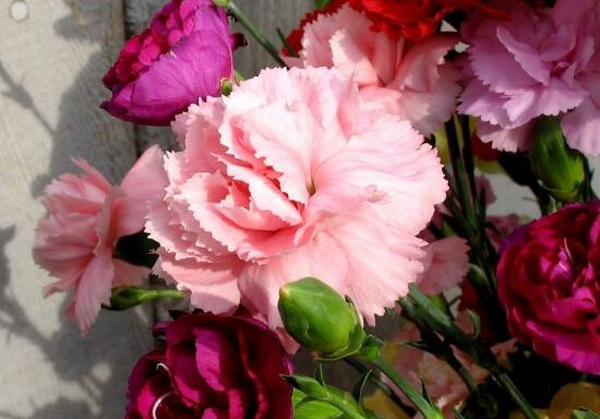 康乃馨適合送什么人(康乃馨花語贈送對象)