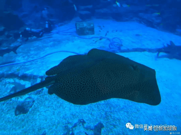 中國最大的海洋館在哪個地方（最大值得去的海洋館排名）