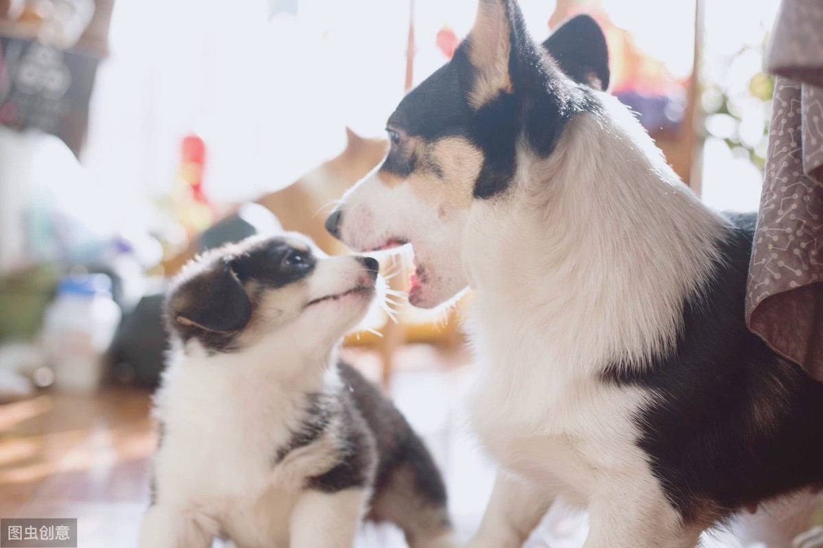 為什么狗狗放我里面就變大(為什么狗狗放我里面就變大圖片)