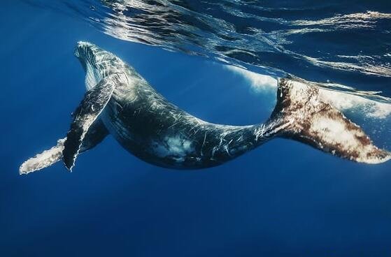 世界上最大的鯨魚(世界上最大的藍鯨)