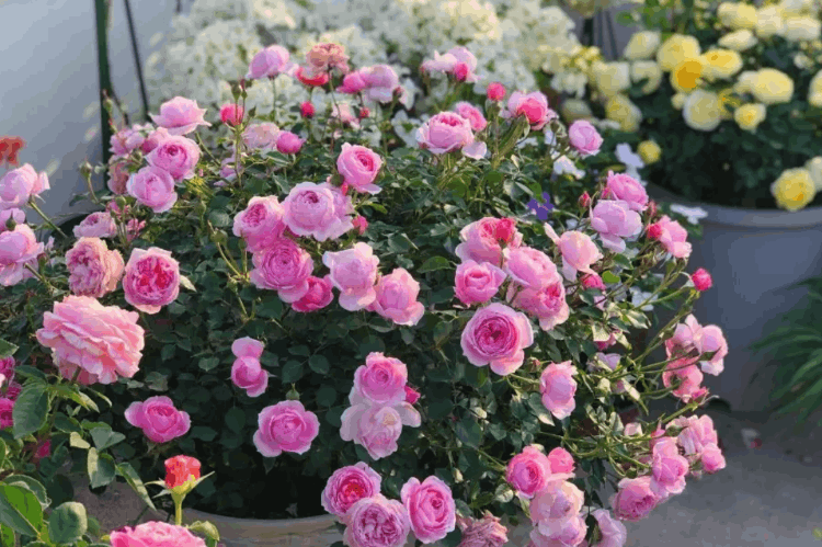 十大最香的花排名（十大公認最好聞的花香）