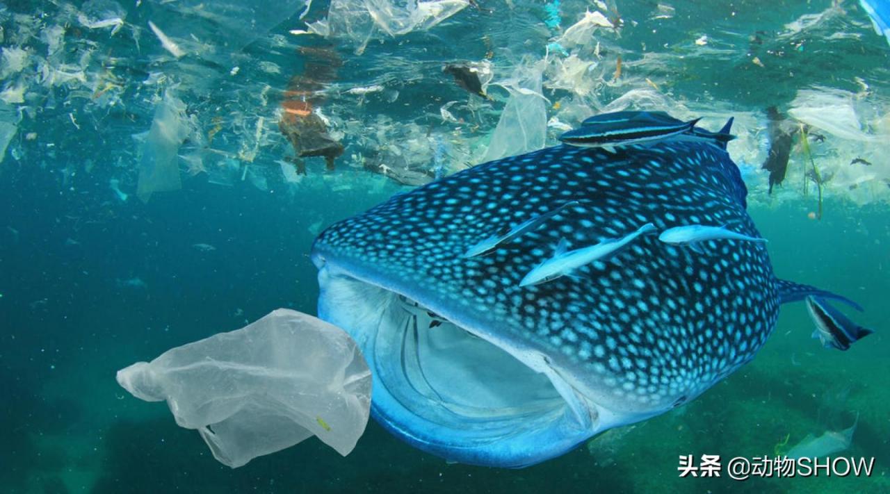 世界上最大的魚（世界上最可愛的魚）