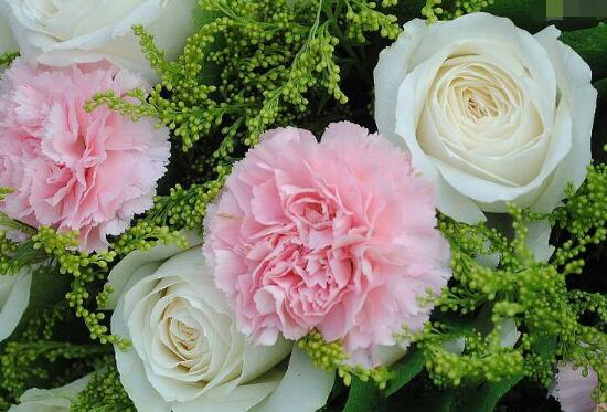 康乃馨適合送什么人(康乃馨花語贈送對象)