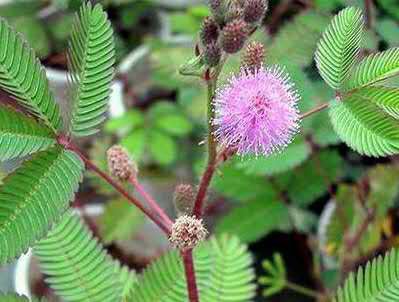 含羞草為什么害羞(含羞草為什么一碰就害羞)