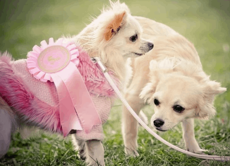 狗為什么會叫(狗狗突然狂叫是什么原因)