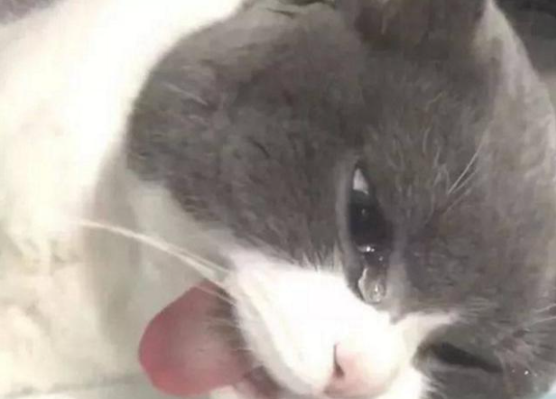 割包為什么很多人后悔 (成年割包好處和壞處)