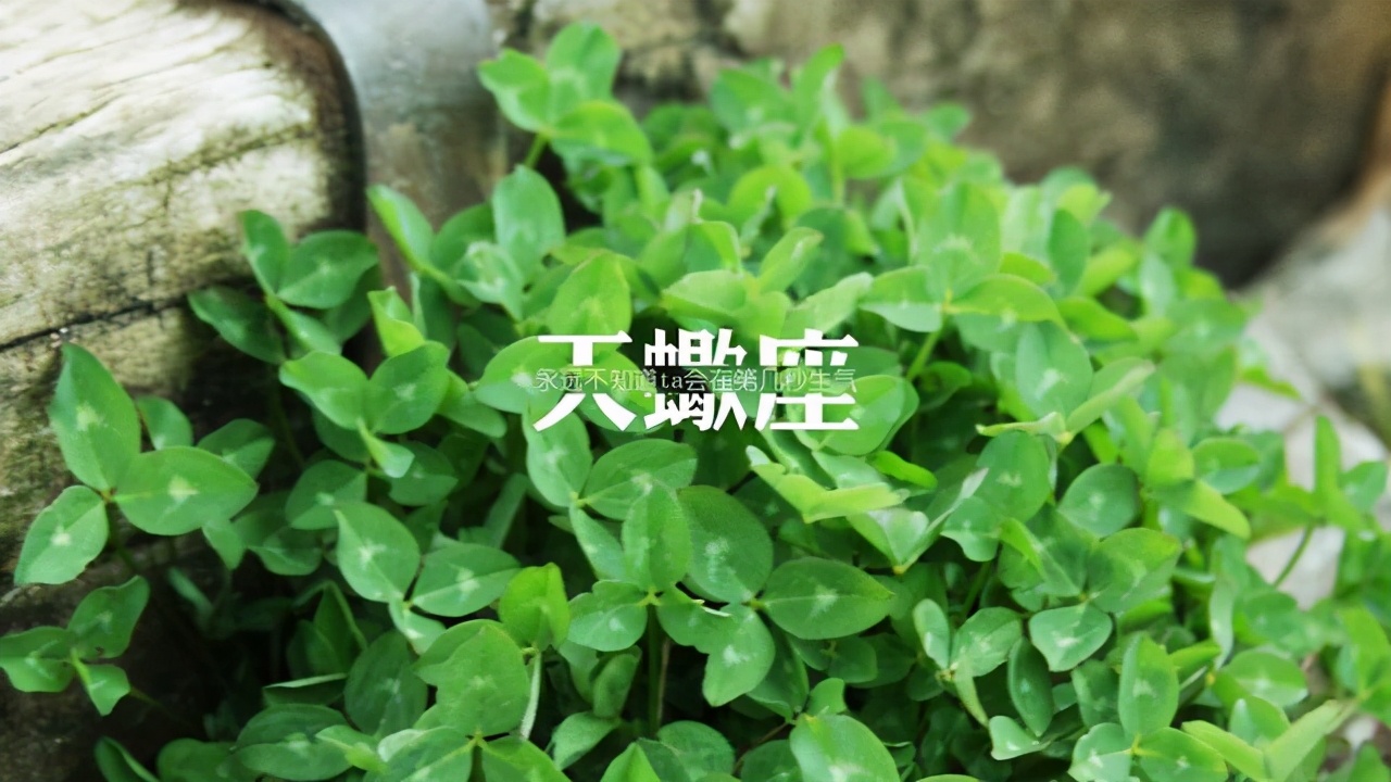 十二星座 身材 十二星座的胸長(zhǎng)啥樣