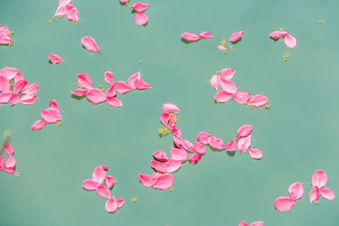 朋友圈曬花的唯美句子,落花的唯美詩(shī)詞句子