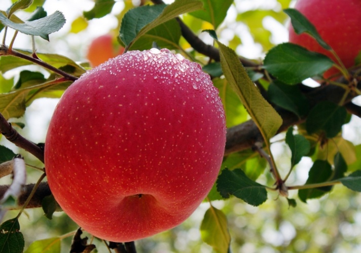 哪個地方的蘋果最好吃(中國十大優(yōu)質(zhì)蘋果產(chǎn)地)